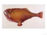 Chaunax Pictus Red Angler Fish Giclee Print