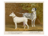 Dalmatian and a Bull Terrier Stand Side by Side Gazing at Something in the Distance Stampa giclée
