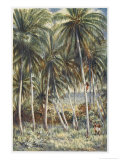 Native Australian Climbs a Coconut Palm in Northern Queensland Giclee Print by Percy F.s. Spence