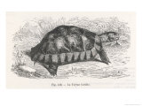 Tortoise Giclée-Druck von E. Vermorcken