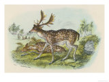 Fallow Deer Giclee Print