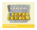 Lemonland  "Dozen Signs of Breast Cancer" Photographic Print by Corrine Ellsworth