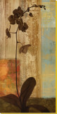 Numinous I Stretched Canvas Print by Chris Donovan