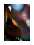 Feuilles Prunus II Poster by Marc Ayrault