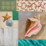 Shell Collage II Posters by David Marrocco