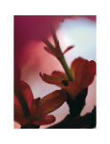 Prunus III Prints by Marc Ayrault
