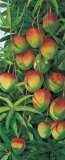 Mango Print by Penny Gupton