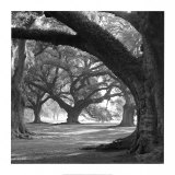 Plantation de Oak Alley, rangée Ouest Posters par William Guion