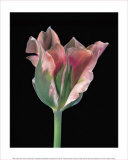 Tulipa China Town Prints by Derek Harris