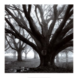 Oak Grove, Winter Art by William Guion