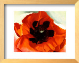 Poppy Print by Georgia O'Keeffe