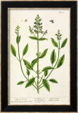Salviam from 'A Curious Herbal', 1782 Stampe di Elizabeth Blackwell Salviam from 'A Curious Herbal', 1782 Stampe di Elizabeth Blackwell
