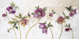 Helebores Posters by Valerie Roy