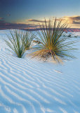 New Mexico Prints by Cassaigne 