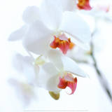 Orchidée blanche et rose Posters par Cédric Porchez