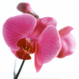 Orchidée rose Affiches par Cédric Porchez