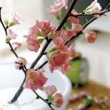 Appletree Branch Prints by Eulenburg 