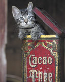 Kitten in Box Prints by Hubert 