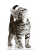 Neugierige Katze Poster