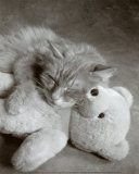Nap with Teddy Poster av Vikki Hart Nap with Teddy Poster av Vikki Hart