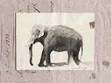 L'éléphant Poster par Marc Lacaze