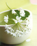 Little Flowers Láminas por Amelie Vuillon Little Flowers Láminas por Amelie Vuillon