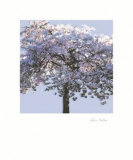 Spring Blossom I Posters by Rosie Mclean