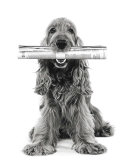 Dog News Affiches par Jean-Michel Labat
