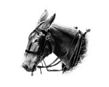 Work Mule  2 Fotografisk trykk av Marlene Barrett