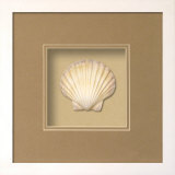 Irish Deep (Real Seashell) Producto en 3D Irish Deep (Real Seashell) Producto en 3D