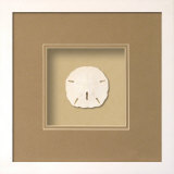 Sanddollar (Beachcomber Collection) Produto dimensional Sanddollar (Beachcomber Collection) Produto dimensional