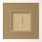 Fusinus Shell (Beachcomber Collection) Dimensional Product