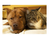 Dog and cat together Photographie par Michael Pettigrew