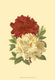 Blooming Azalea II Print Blooming Azalea II Print
