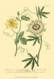 Passion Flower I Posters by Johann Wilhelm Weinmann