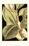 Tranquil Tropical Leaves II Posters