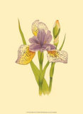 Iris Bloom VII Posters by M. Prajapati
