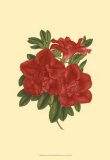 Blooming Azalea III Prints