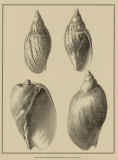 Shells on Khaki XI Prints by Denis Diderot