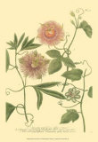 Passion Flower II Posters by Johann Wilhelm Weinmann