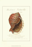 Coquilles de Mer IV Prints