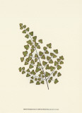 Woodland Ferns II Posters par Edward Lowe