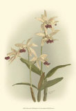 Orchid Garden I Prints by H.g. Moon