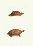 Antique Turtles I Affiches par J.W. Hill