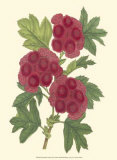 Bountiful Garden II Poster