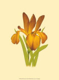 Iris Bloom II Prints by M. Prajapati