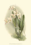 Orchid Garden III Art by H.g. Moon