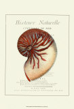 Coquilles de Mer I Imágenes