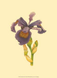 Iris Bloom III Print by M. Prajapati