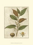Fitch Leaves II Prints by Walter H. Fitch